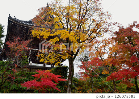 紅葉に包まれる善峯寺の山門 紅葉に包まれる善峯寺の山門 126078593