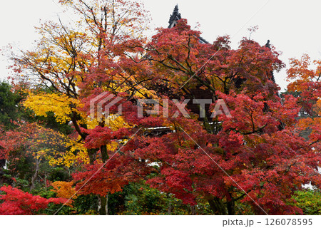 紅葉に包まれる善峯寺の山門 紅葉に包まれる善峯寺の山門 126078595