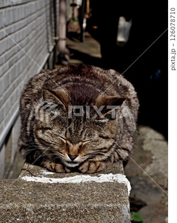 相島の猫 126078710