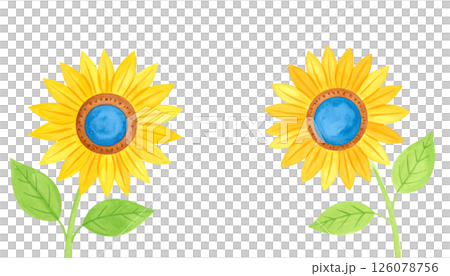 Sunflower flowers 126078756