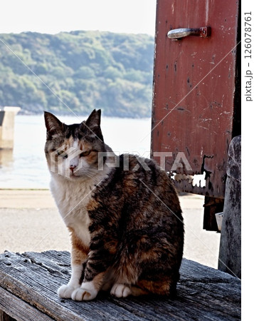 相島の猫 126078761