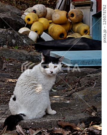 相島の猫 126078762