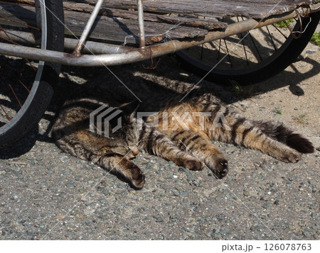 相島の猫 126078763