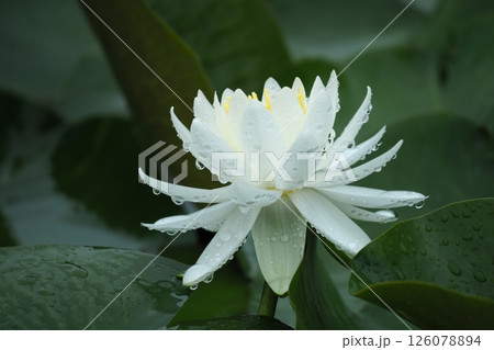 白いスイレン 126078894