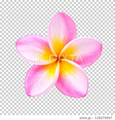 Plumeria flowers 126079097
