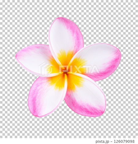 Plumeria flowers 126079098