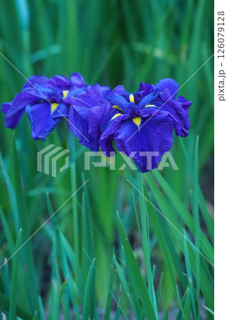 青い菖蒲 青い菖蒲 126079128