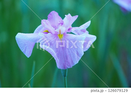 美しい花菖蒲 美しい花菖蒲 126079129