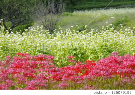 鹿沼市・粟野の蕎麦畑と彼岸花 126079195