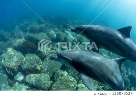 2頭で泳ぐ御蔵島の野生イルカ 126079527