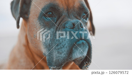 Portrait of adorable boxer dog relaxing on beach Portrait of adorable boxer dog relaxing on beach 126079572