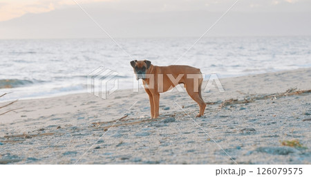 Boxer dog standing on the beach at sunset Boxer dog standing on the beach at sunset 126079575