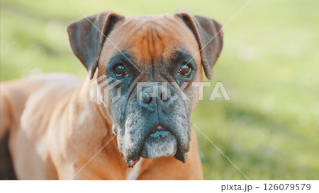 Boxer dog relaxing in green grass field Boxer dog relaxing in green grass field 126079579