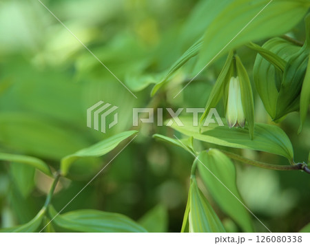 5月に咲いた白い宝鐸草(ホウチャクソウ)の花 5月に咲いた白い宝鐸草(ホウチャクソウ)の花 126080338