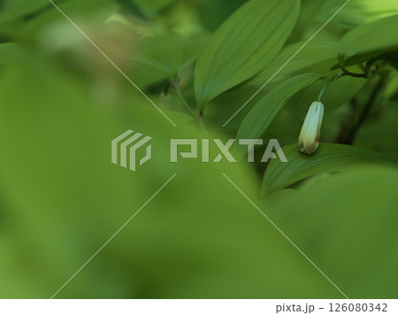 5月に咲いた白い宝鐸草(ホウチャクソウ)の花 5月に咲いた白い宝鐸草(ホウチャクソウ)の花 126080342