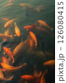 Bright orange and red koi fish swim at the surface of a pong 126080415