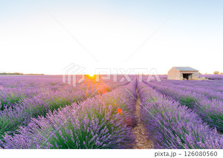 Lavender field in Provence, France, at sunrise, with a stone building Lavender field in Provence, France, at sunrise, with a stone building 126080560