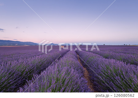Lavender field in Provence, France, at sunrise, with a stone building 126080562