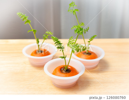 人参のリボベジ　再生野菜の栽培　ニンジンの葉　リボベジで節約 126080760