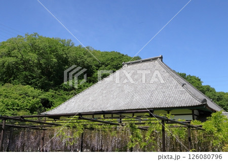 日本 埼玉の藤 日本 埼玉の藤 126080796