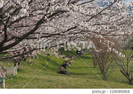 満開の桜 126080868