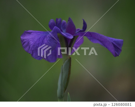 青い花菖蒲 126080881