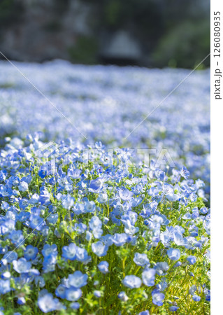 早朝の青の洞門対岸のネモフィラ 早朝の青の洞門対岸のネモフィラ 126080935
