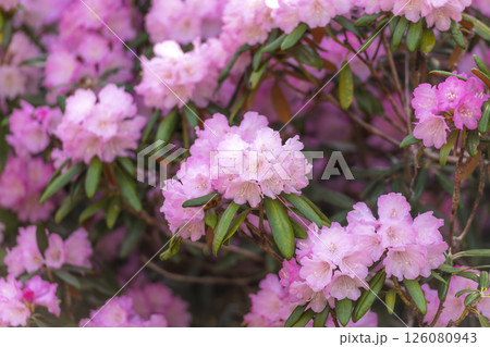 大分県豊後高田市の長安寺のシャクナゲ 126080943