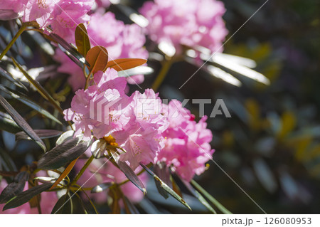 大分県豊後高田市の長安寺のシャクナゲ 126080953