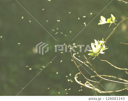 tiny flies around new tree leaves in spring, sunlit veil effect and light flare tiny flies around new tree leaves in spring, sunlit veil effect and light flare 126081143