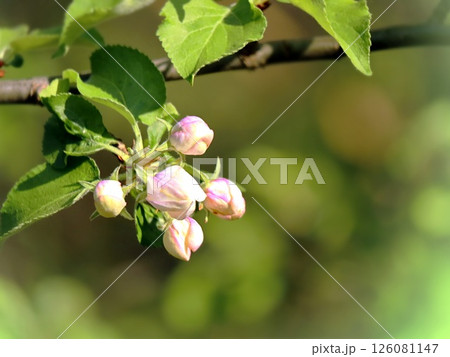 closed apple tree buds on green bokeh background in spring closed apple tree buds on green bokeh background in spring 126081147
