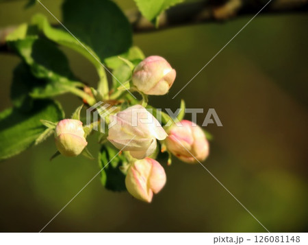 big closed apple tree buds on green bokeh background in spring big closed apple tree buds on green bokeh background in spring 126081148