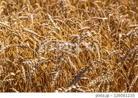 Gold wheat field and blue sky 126081210