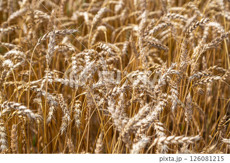 Gold wheat field and blue sky 126081215
