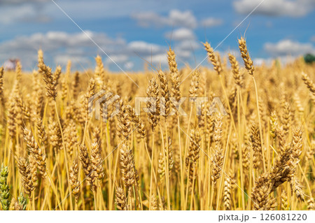 Gold wheat field and blue sky 126081220