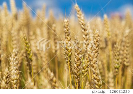 Gold wheat field and blue sky 126081229