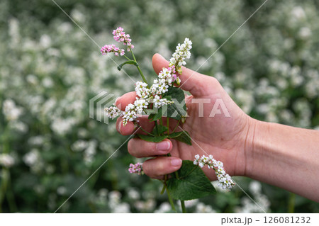 hand showing blooming buckwheat in the fall hand showing blooming buckwheat in the fall 126081232