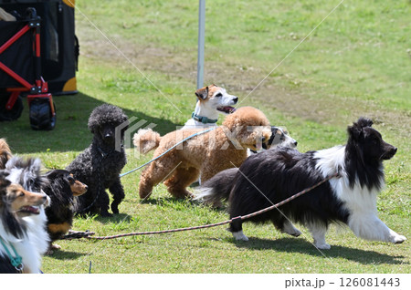 みんなでお散歩 愛犬  みんなでお散歩 愛犬  126081443