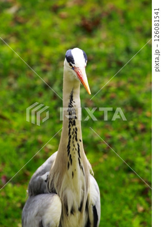 獲物を狙う青鷺 アオサギ 獲物を狙う青鷺 アオサギ 126081541