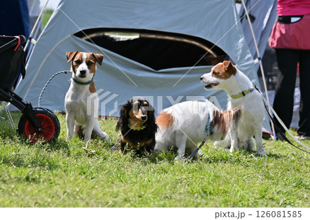 みんなでお散歩 愛犬 みんなでお散歩 愛犬 126081585