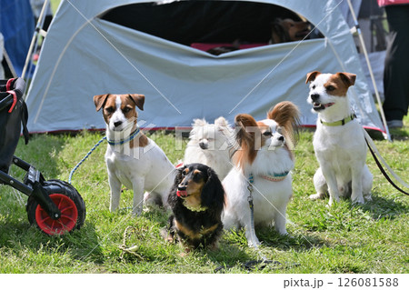みんなでお散歩　愛犬　 126081588