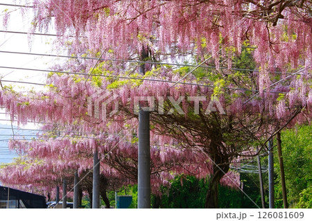 そよ風に揺れる藤の花 そよ風に揺れる藤の花 126081609