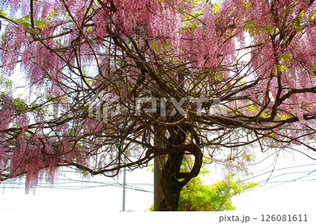 そよ風に揺れる藤の花 126081611