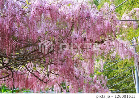 そよ風に揺れる藤の花 そよ風に揺れる藤の花 126081613