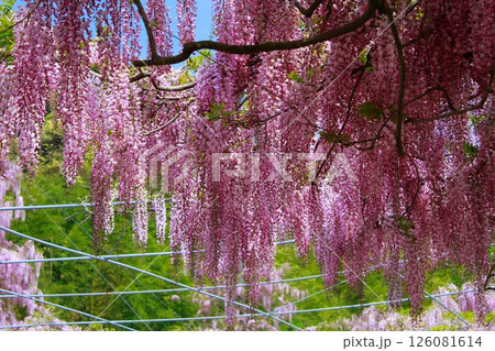 そよ風に揺れる藤の花 126081614