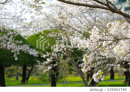 高知工科大の桜のある風景 高知工科大の桜のある風景 126081740