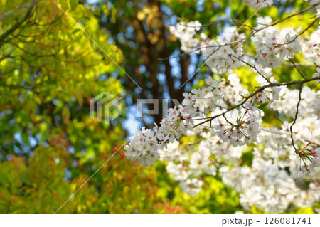 高知工科大の桜のある風景 高知工科大の桜のある風景 126081741