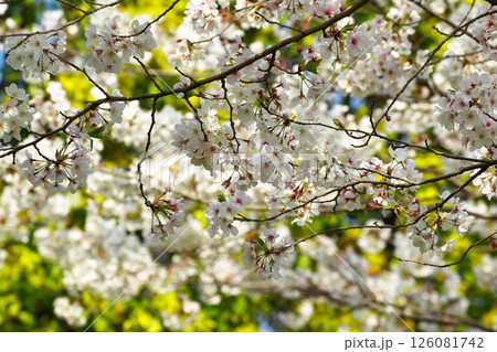 高知工科大の桜のある風景 126081742