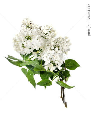 Syringa vulgaris plant in studio 126081747