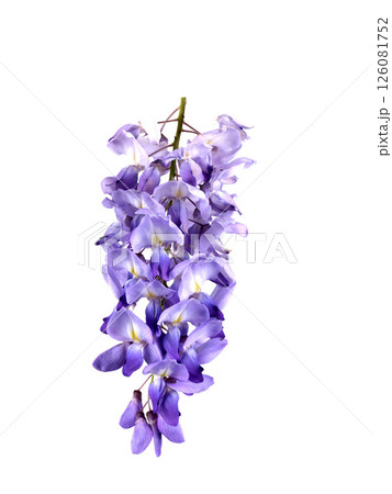 Wisteria flower in studio 126081752